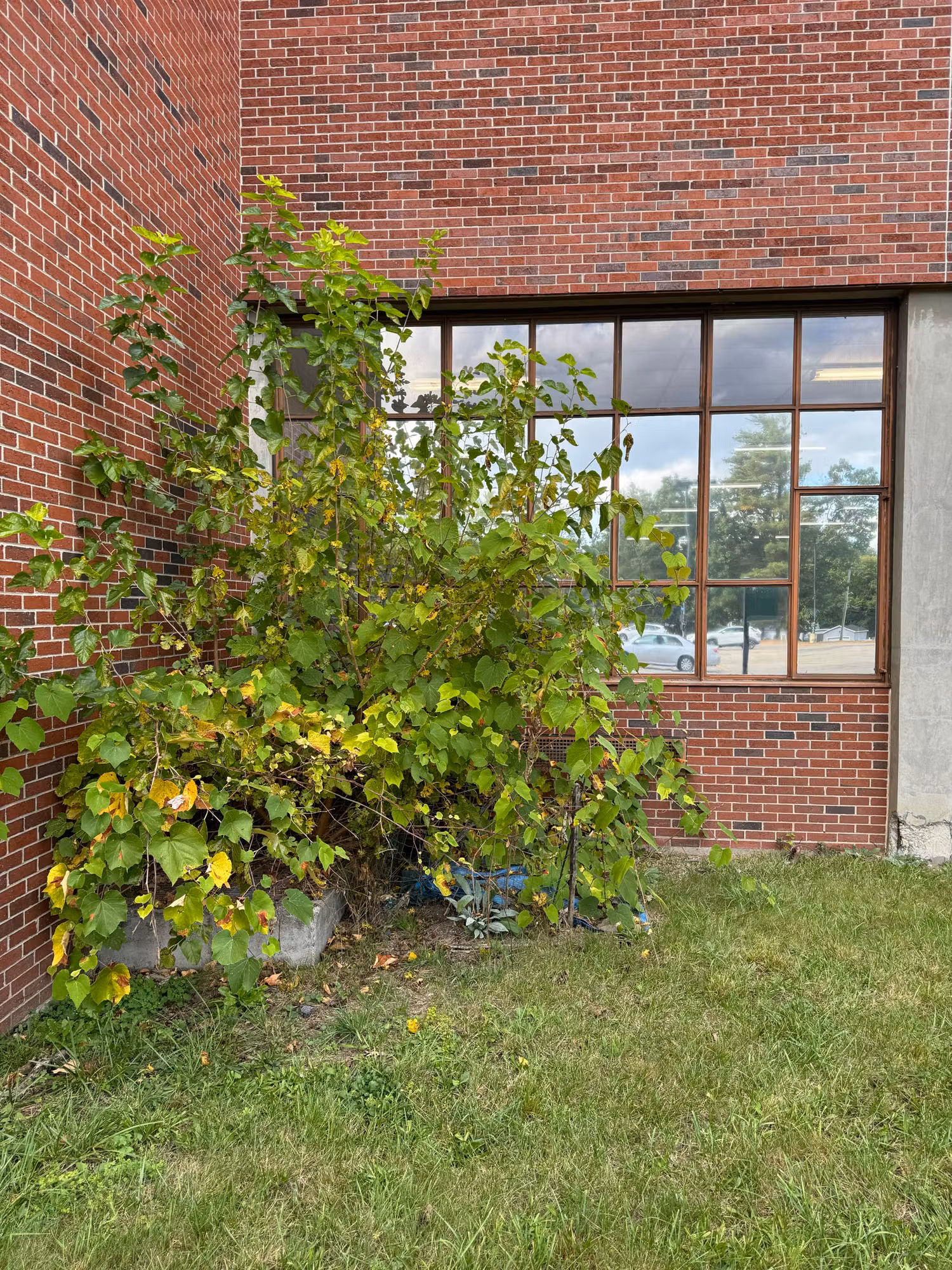 Large gridded window on a red brick school exterior with reflective solar-control film mirroring the cloudy sky.