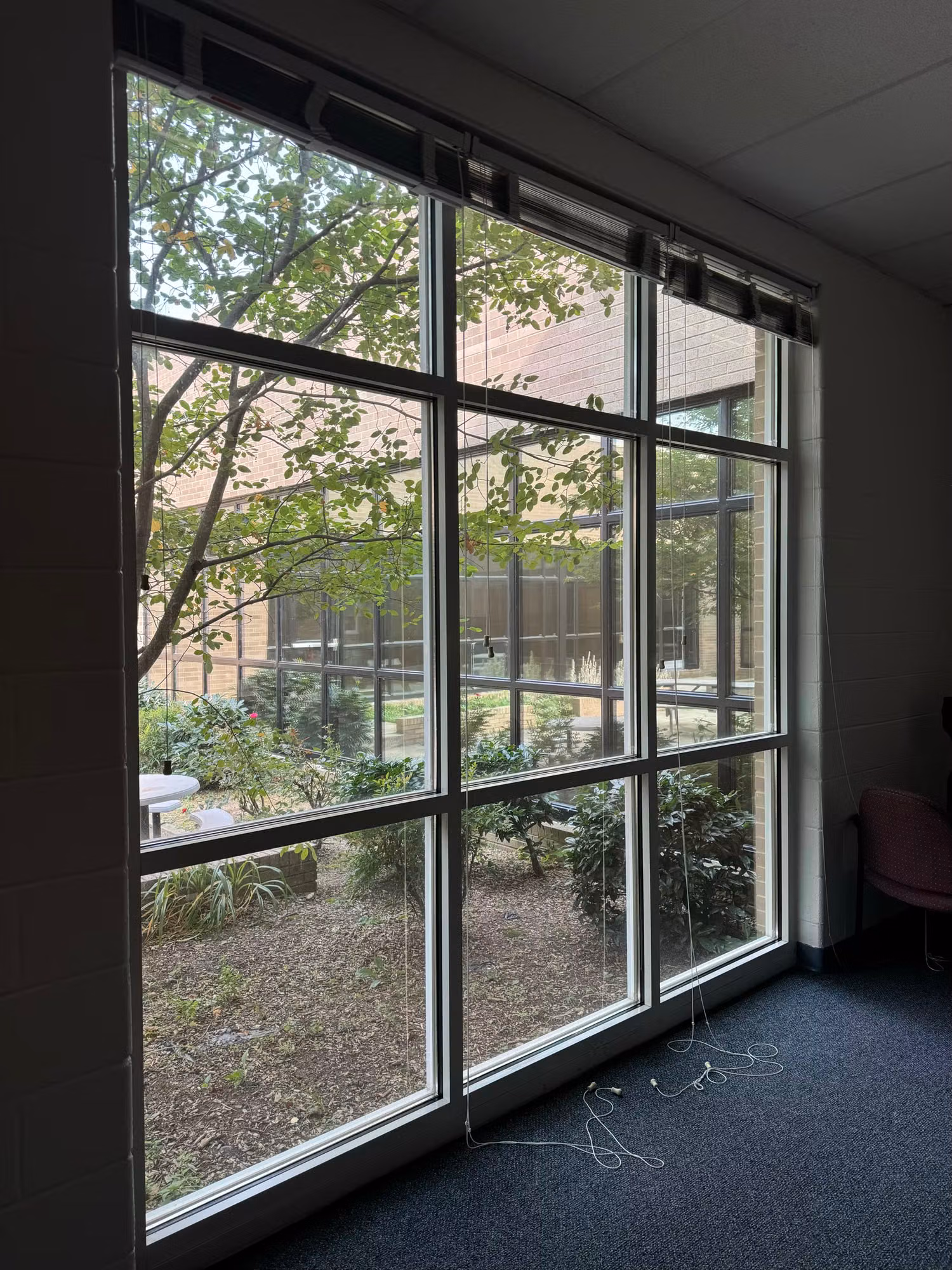 Floor-to-ceiling classroom window wall with window film overlooking a landscaped school courtyard.