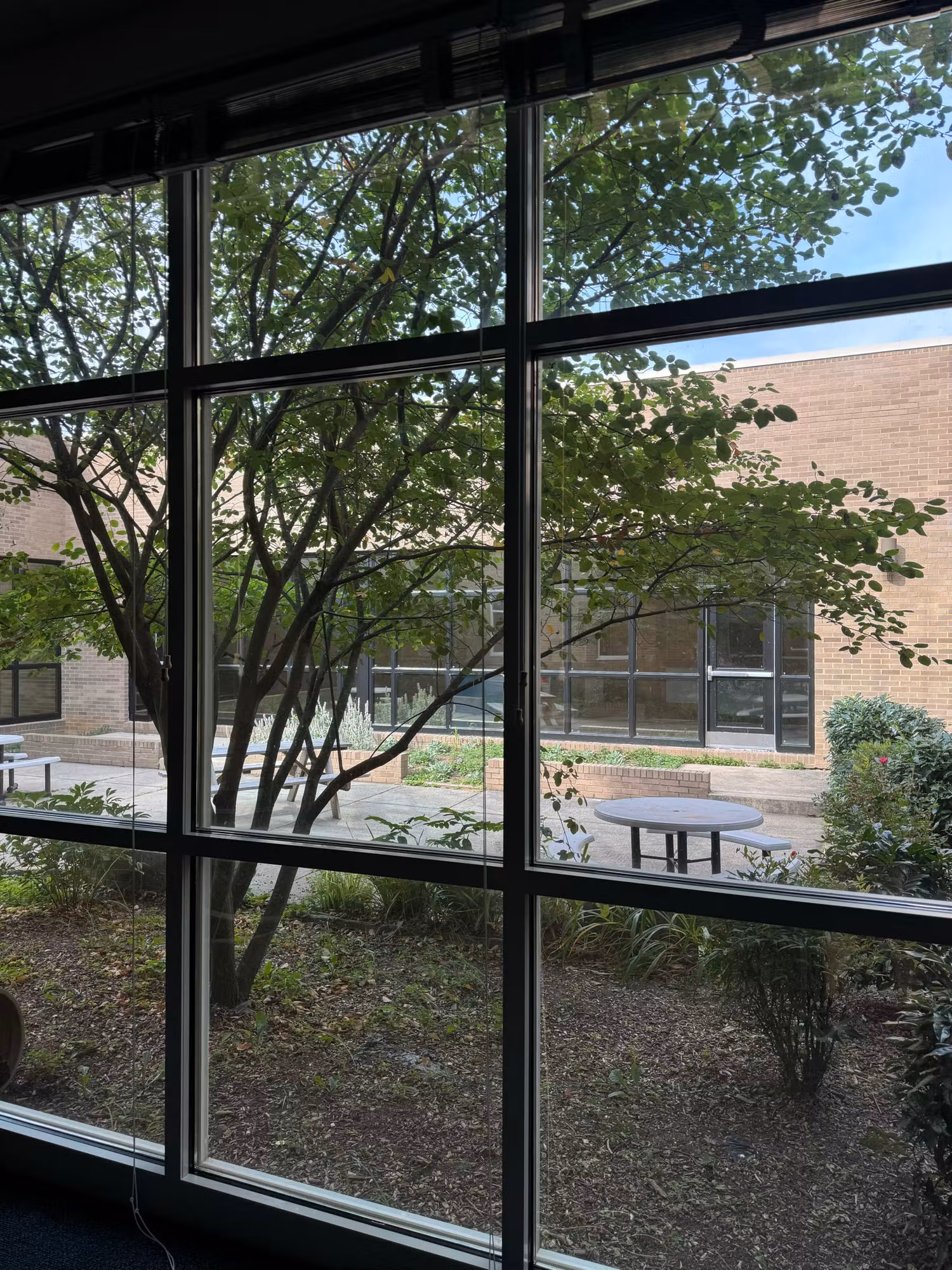Large gridded classroom windows with window film looking out onto a school courtyard and trees.