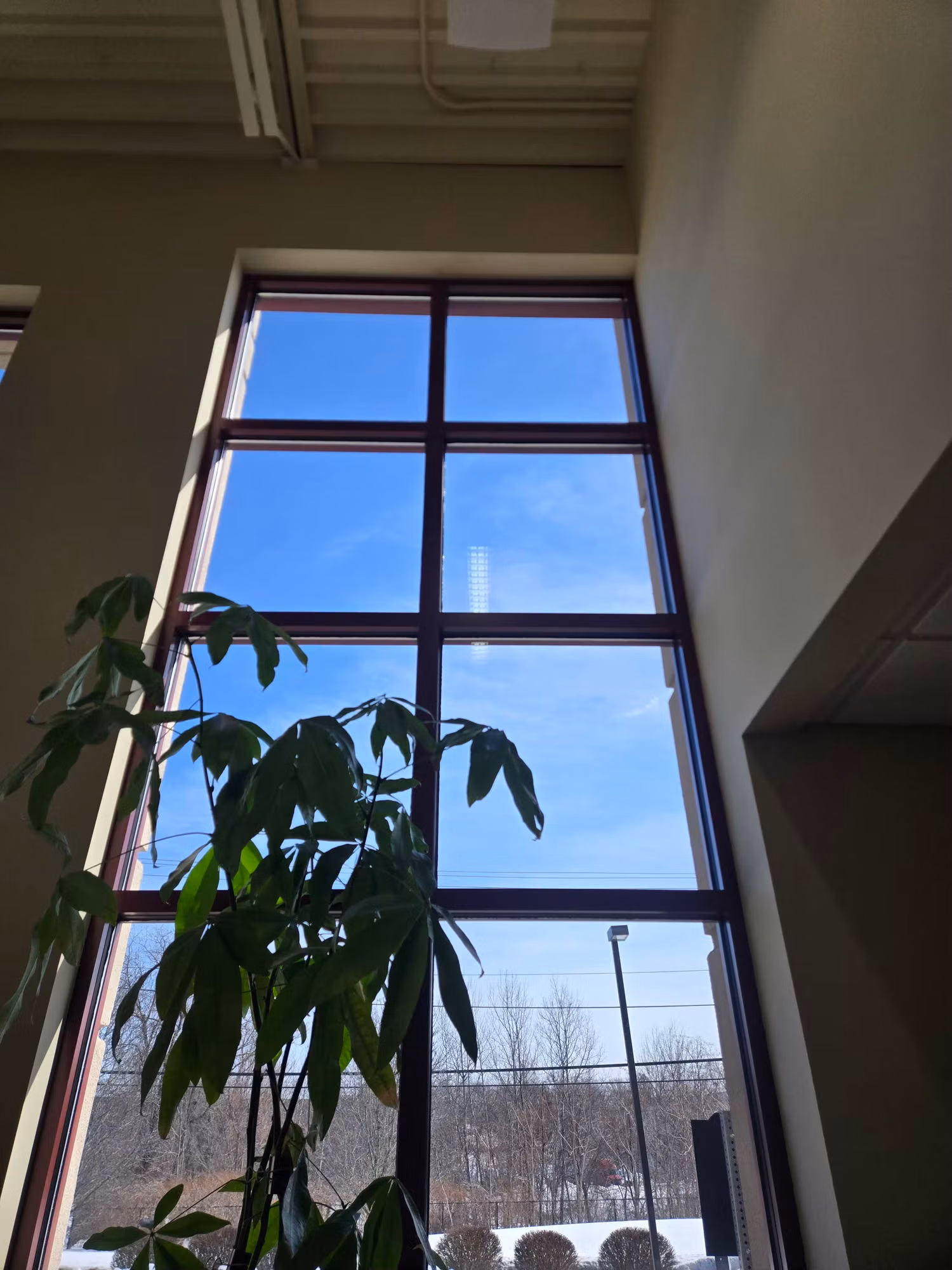Floor-to-ceiling commercial window with tinted glass softening sunlight beside an interior plant.