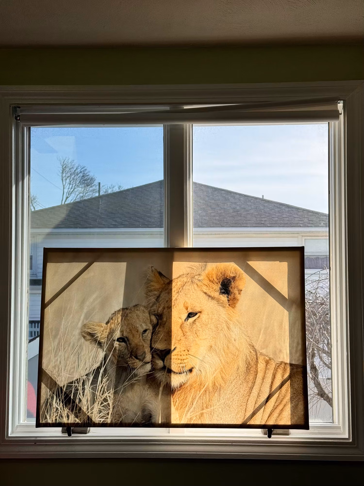 Double-pane bedroom window with a framed lion photograph propped in front and a rooftop view outside.