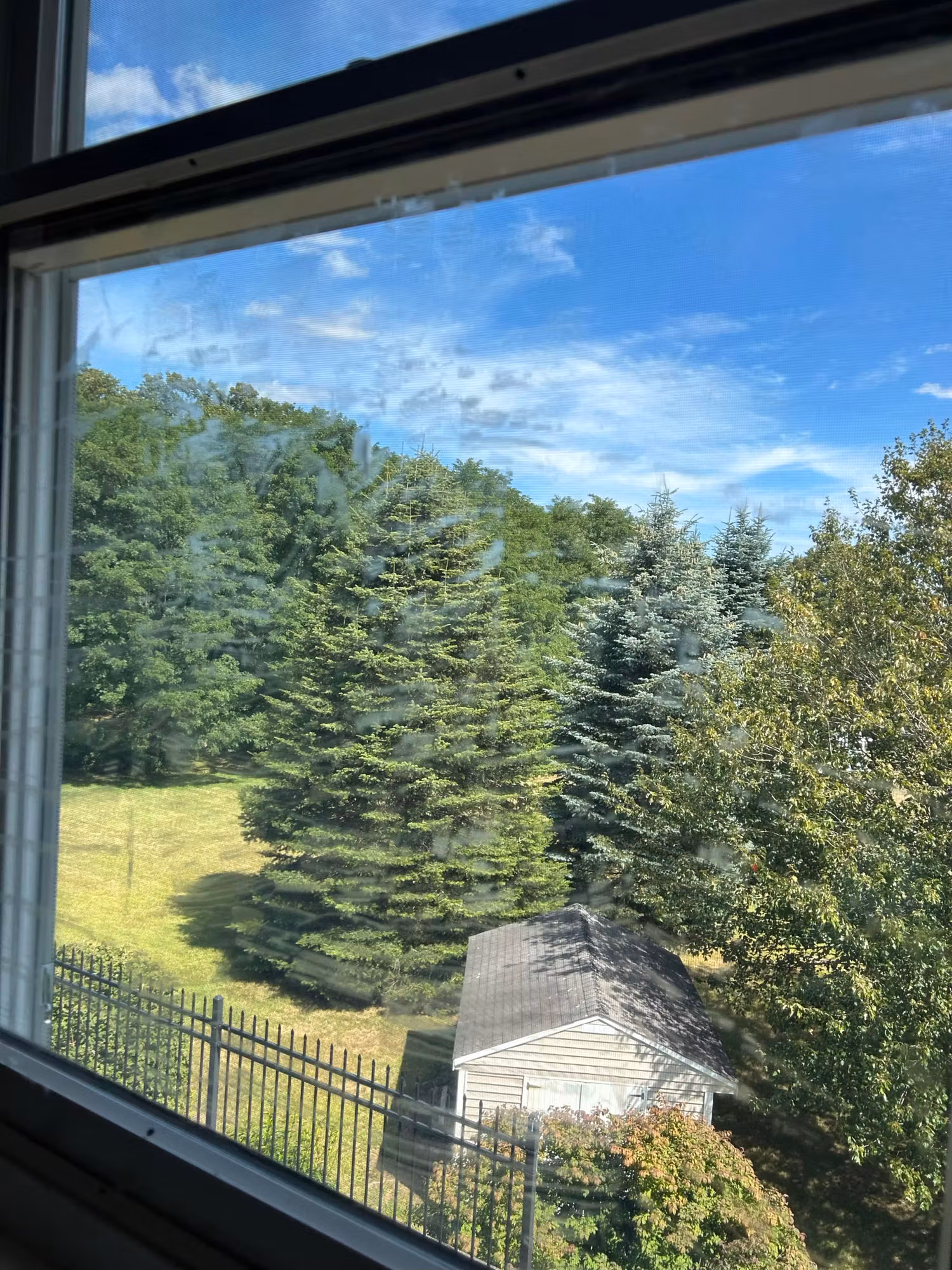 Picture window with clear film overlooking a fenced lawn, evergreen trees and a small shed.