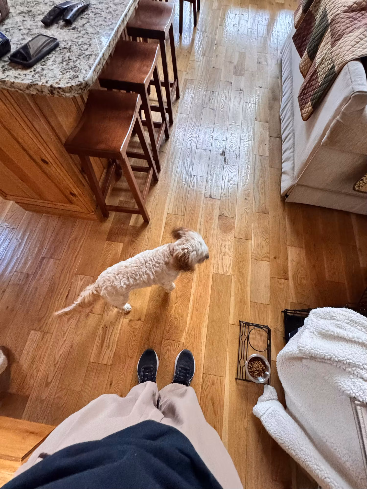 Small dog standing on a hardwood floor beside a kitchen island with bar stools and a pet food bowl.